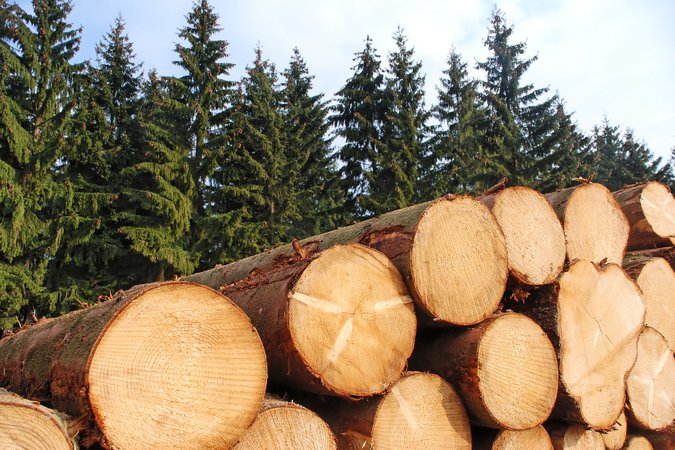 logging pine