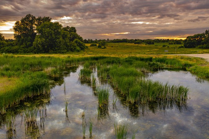 Southeastern US wetland