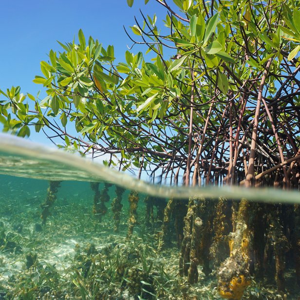Mangrove tree and water