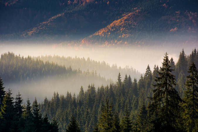 Foggy forest.jpg