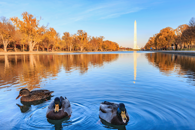 ducks in Washington DC.png